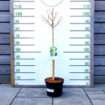 Hortenzia metlinatá (Hydrangea paniculata) 'LIMELIGHT'® - výška 80-100 cm, kont. C5L - NA KMIENKU